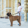 Поводок EVOLUTOR оранжевый, COLLARTEX (210 см)