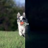 LIKER Lumi 7 - мячик для собак мелких и средних пород со шнуром, который светится в темноте, Оранжевый, 6283