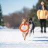 Кольцо PitchDog, Оранжевый, 62374