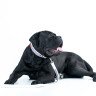 Поводок WAUDOG Design, рисунок "Лето" Белый, кожа (127 см)