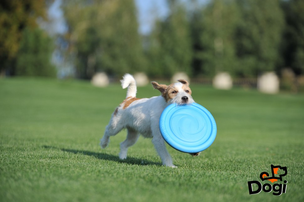 Диск PitchDog , Голубой , 62472