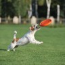 Диск PitchDog , Оранжевый, 62474