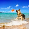 Мяч для апортировки PitchDog, Оранжевый, 62414