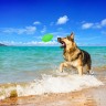 Мяч для апортировки PitchDog, Салатовый, 62415