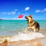 Мяч для апортировки PitchDog, Розовый, 62417