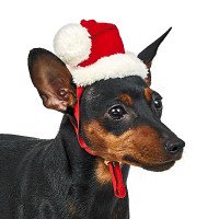 Колпак новогодний XS